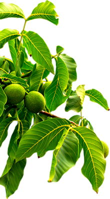 PP电子·5金狮(中国区)游戏官方网站